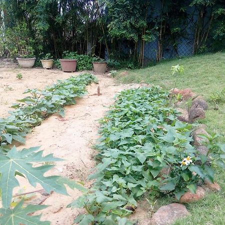 The Field Homestay Hội An Ngoại thất bức ảnh