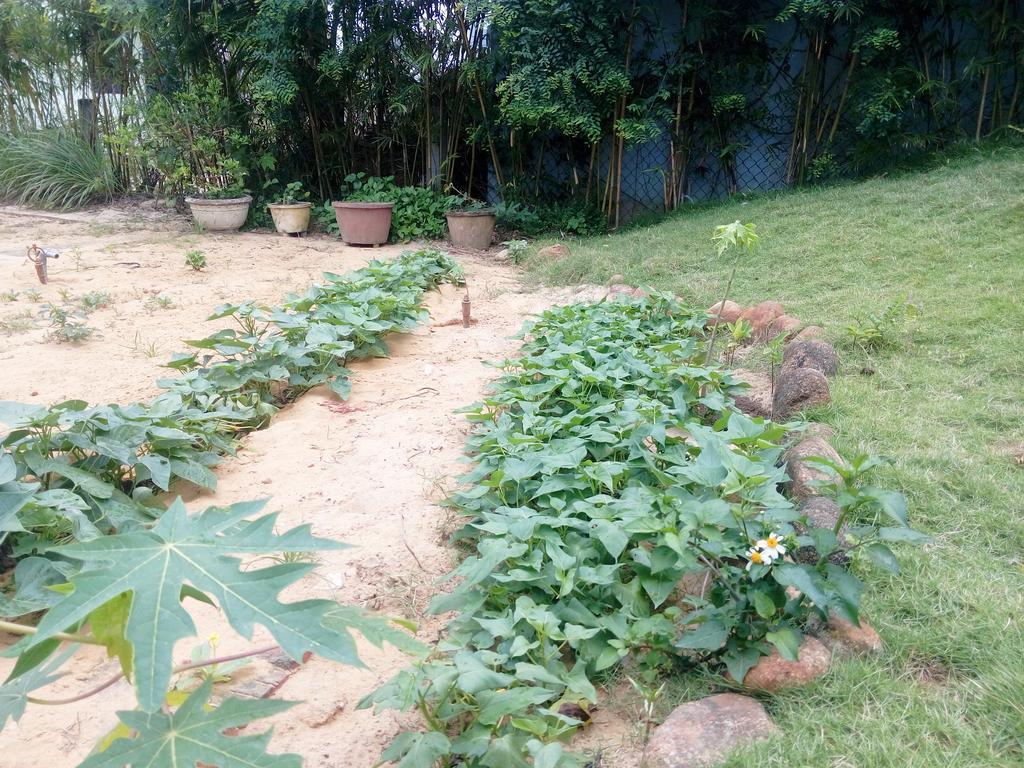 The Field Homestay Hội An Ngoại thất bức ảnh