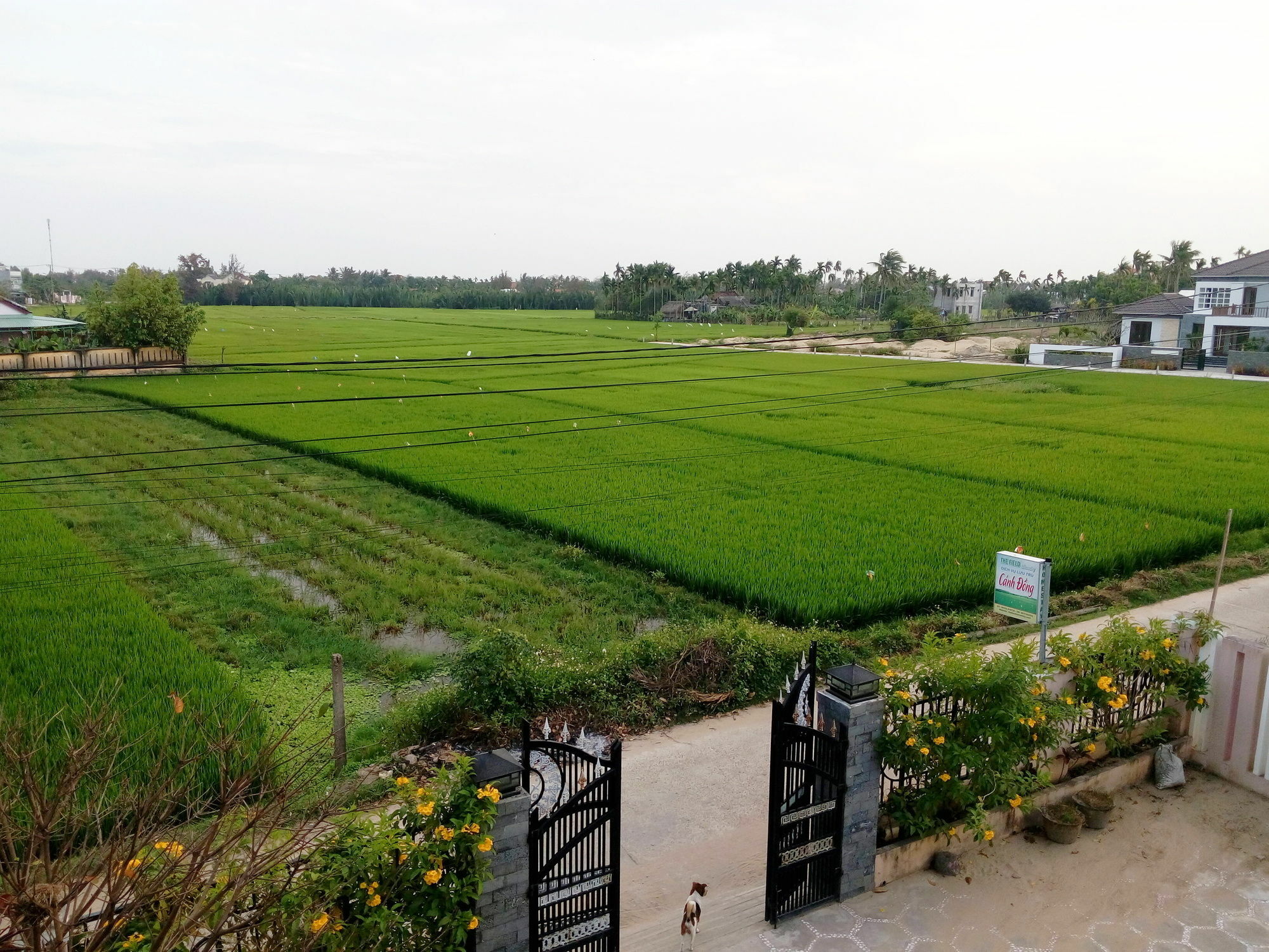 The Field Homestay Hội An Ngoại thất bức ảnh