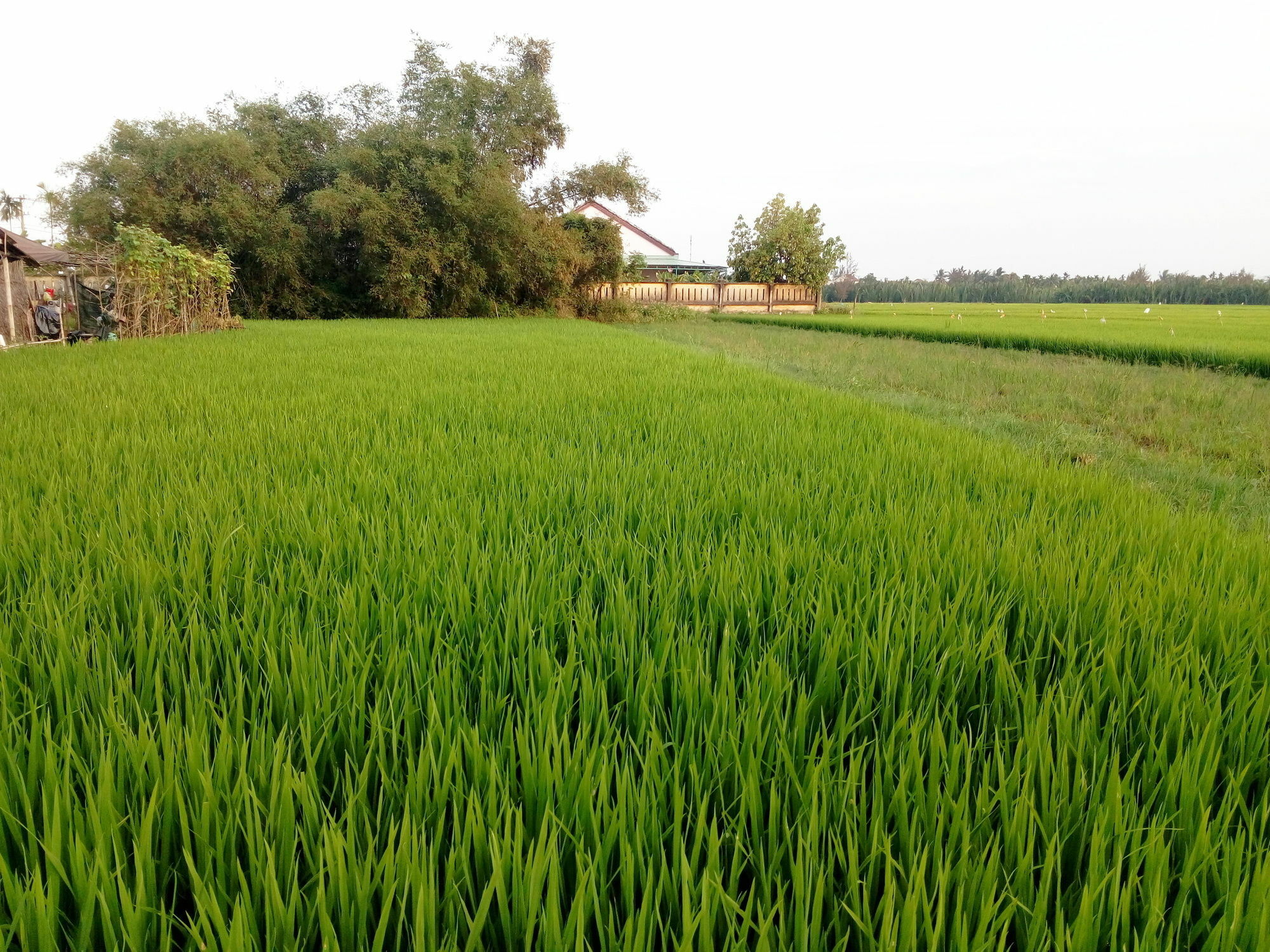 The Field Homestay Hội An Ngoại thất bức ảnh